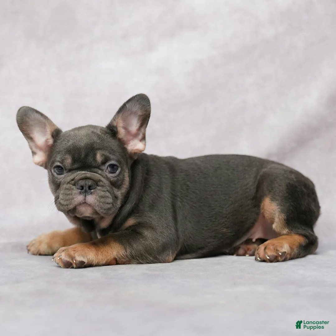 French Bulldog dogs for sale: Grace - Ad 2
