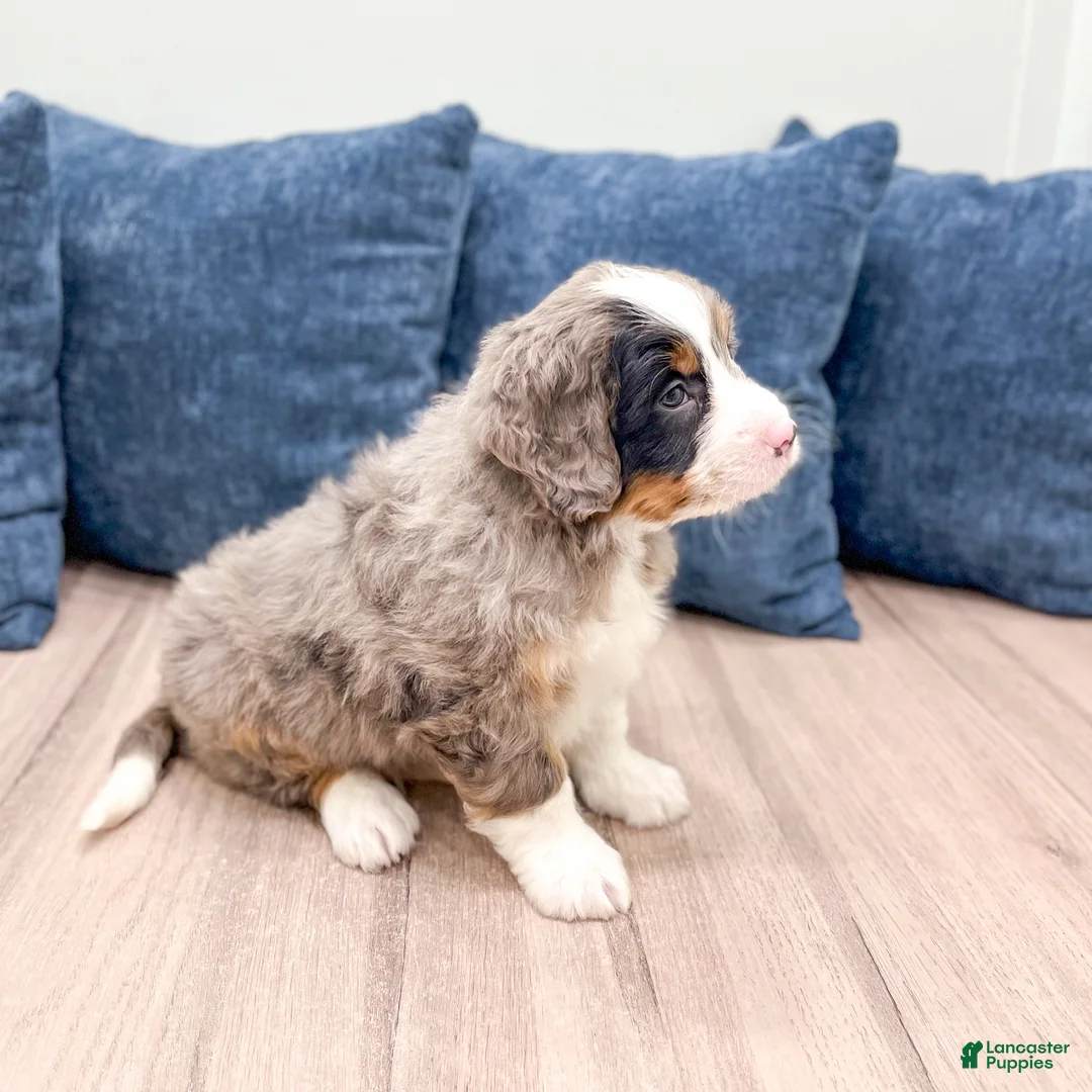 Mini Bernedoodle dogs for sale: Baxter - Ad 4