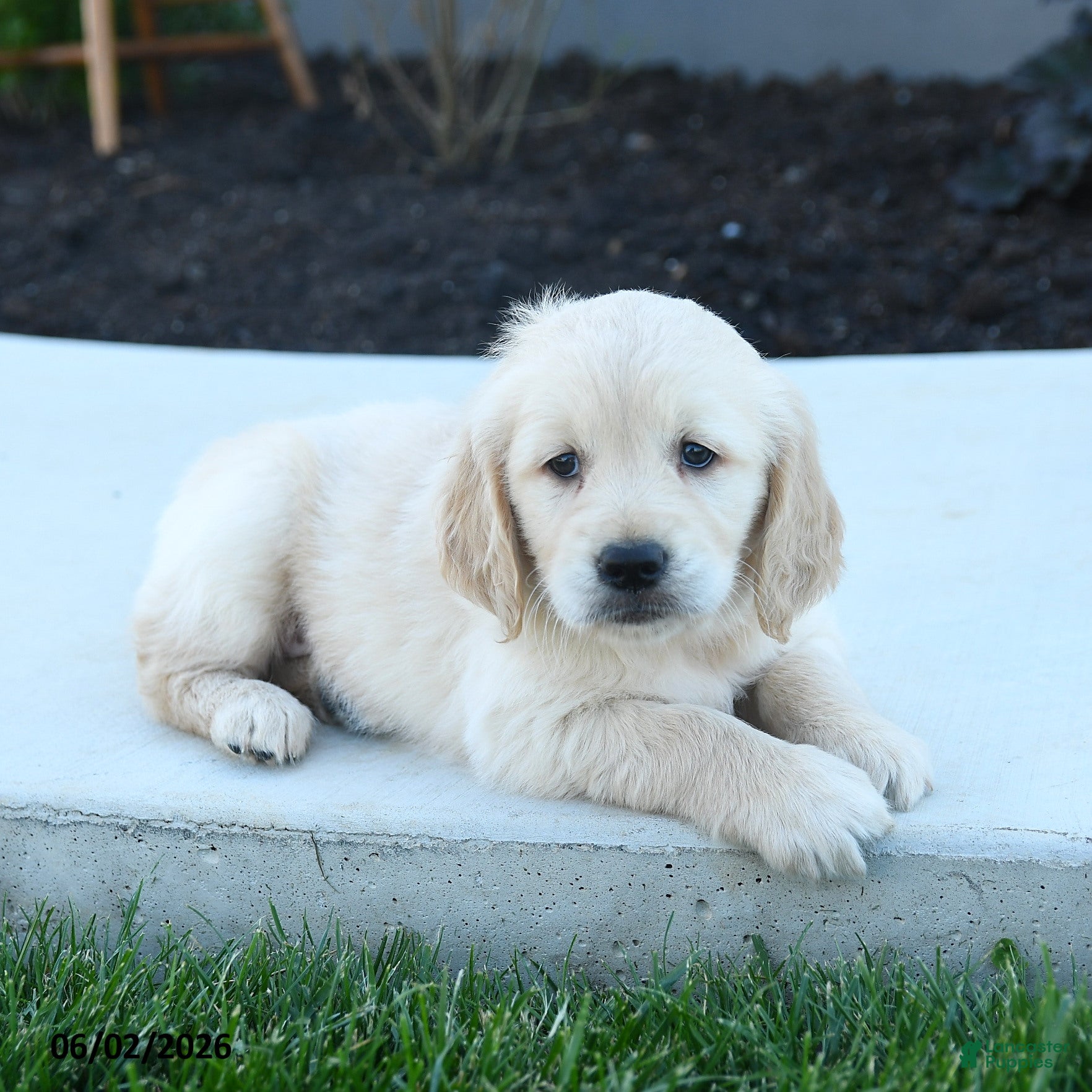 Golden Retriever dogs for sale: Willow - Ad 4