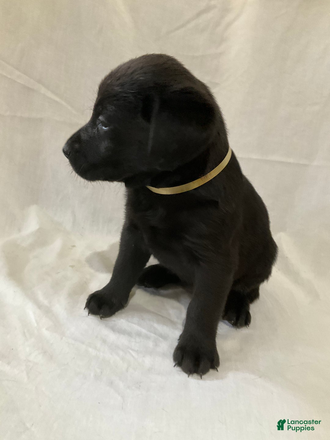 Labrador Retriever dogs for sale: Sadie - Ad 5