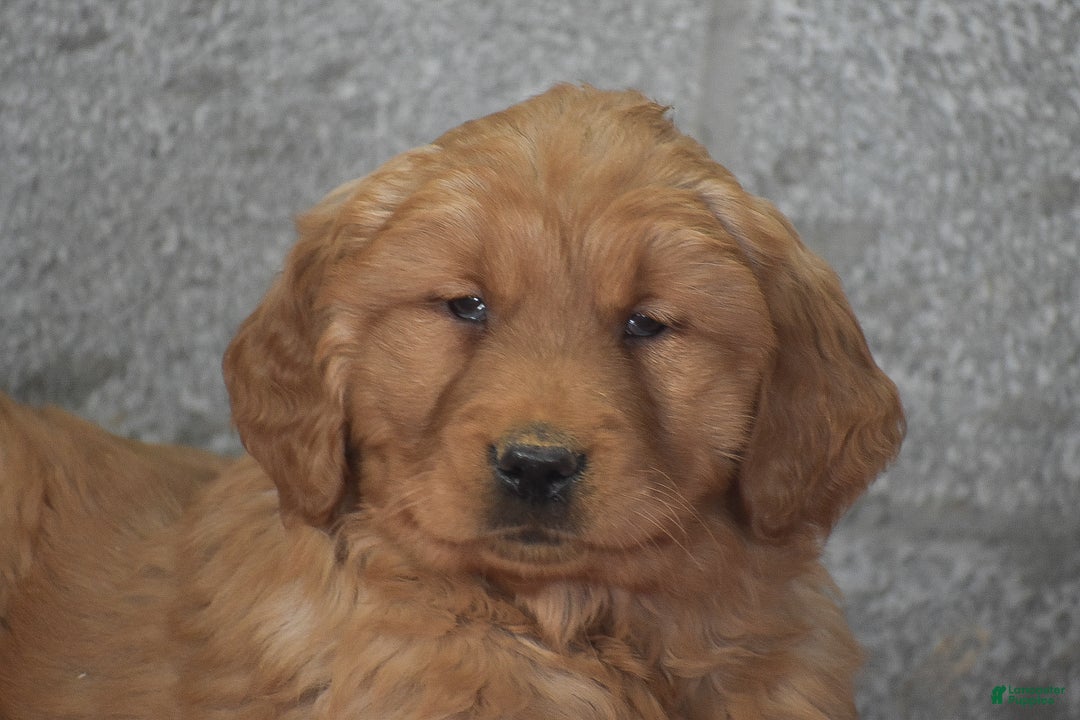 Golden Retriever dogs for sale: Dasher - Ad 3