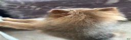 Pomeranian dogs for sale: Pip - Ad 9