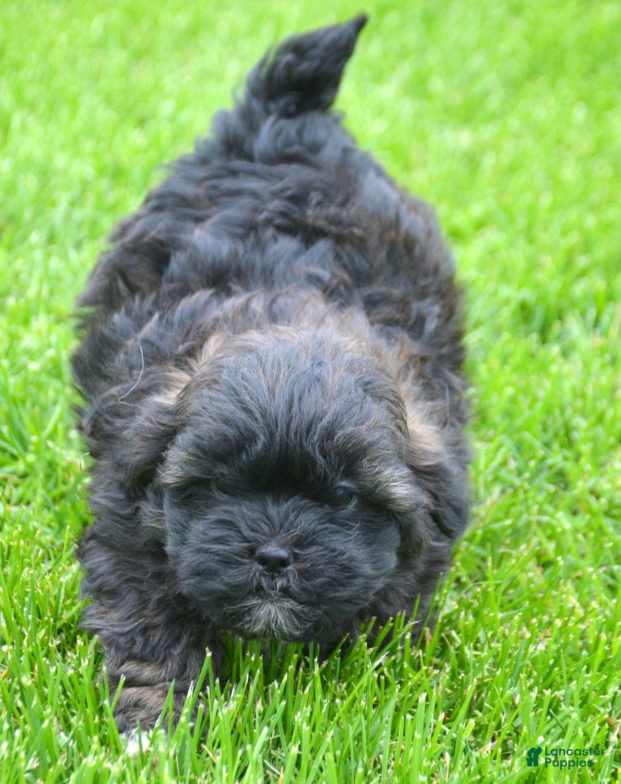 Shihpoo dogs Shihpoo Sal - Ad 20