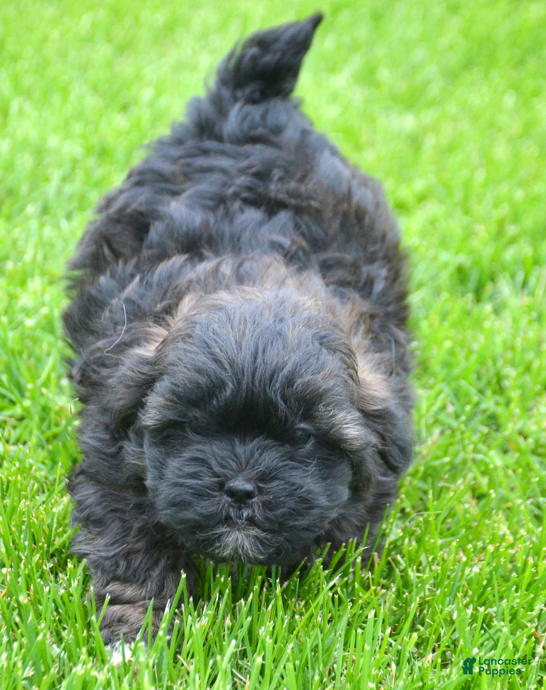 Shihpoo dogs for sale: Shihpoo Sal - Ad 2