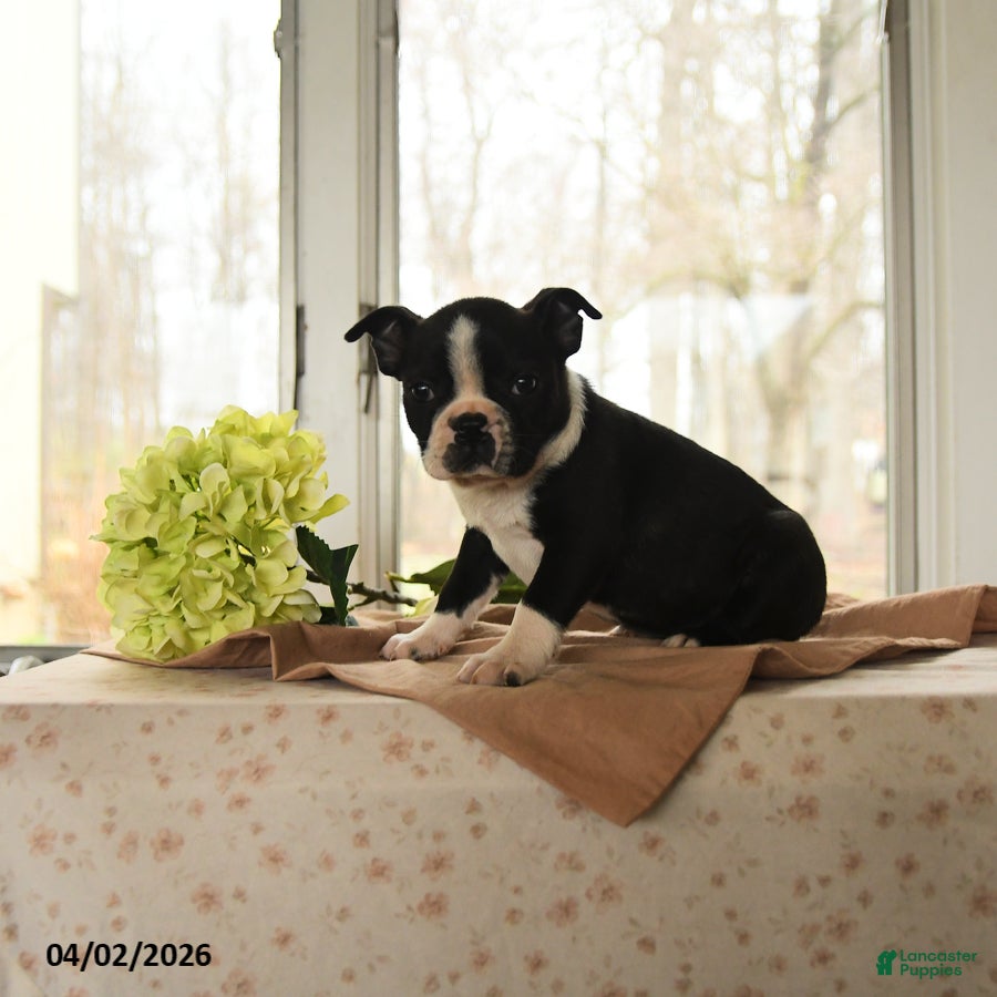 Boston Terrier dogs Hannah - Ad 1