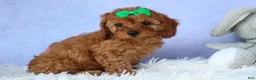 Cavapoo dogs for sale: TRAVIS - Ad 11