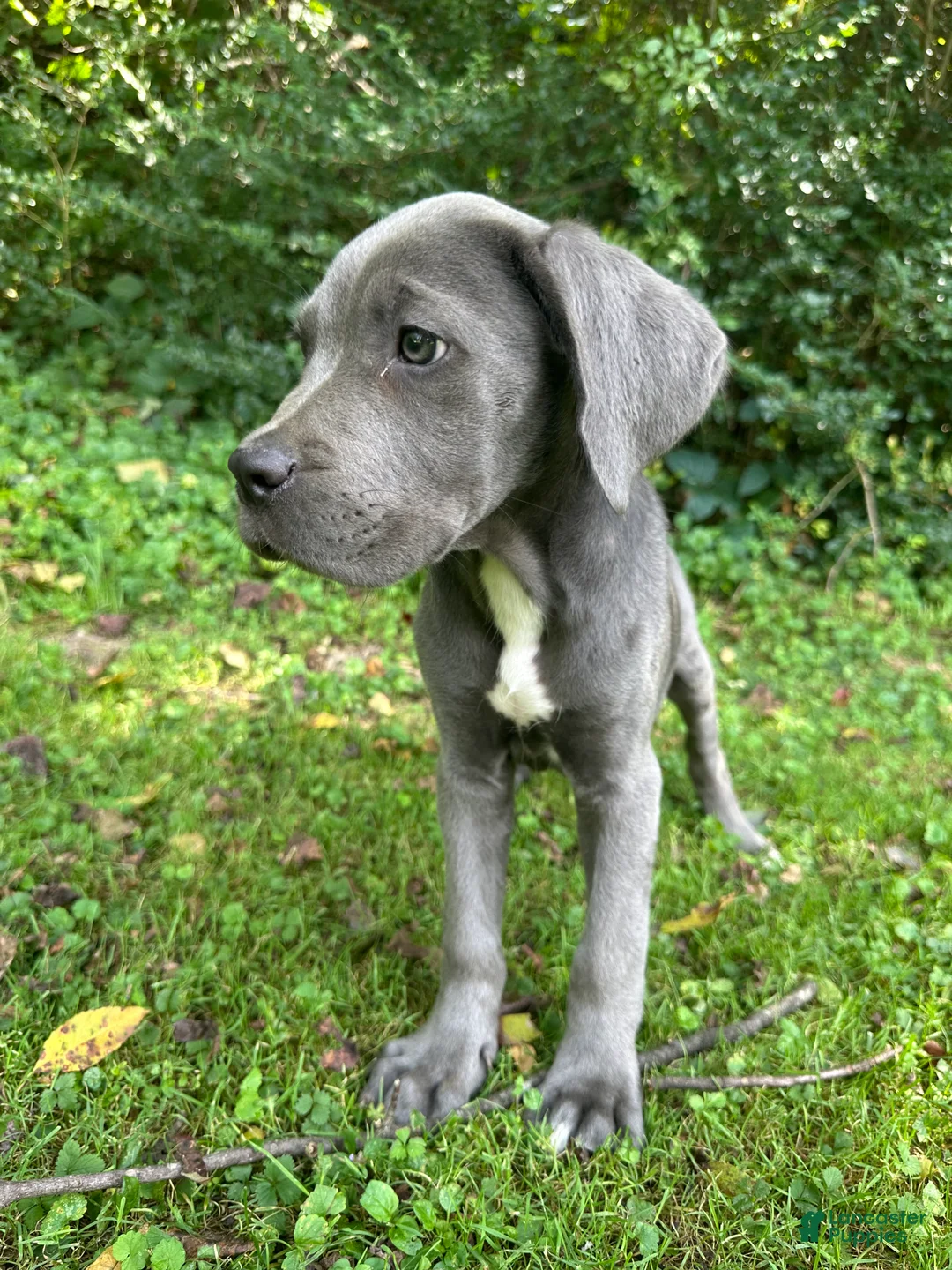 Cane Corso dogs for sale: Rex - Ad 1