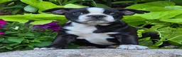 Boston Terrier dogs for sale: Rosie - Ad 3