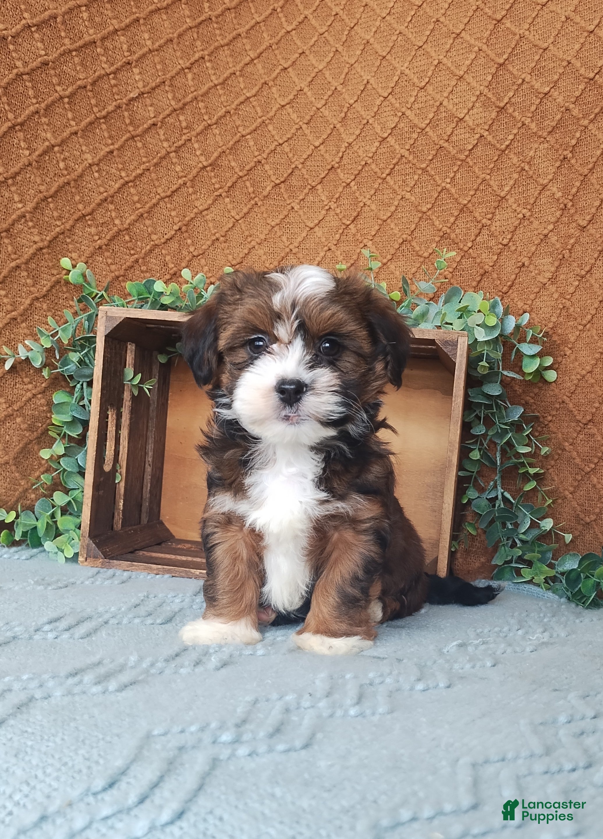 Havanese dogs Pearl  - Ad 22