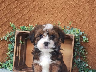 Havanese dogs Pearl - Ad 22