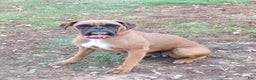 Boxer dogs for stud: Laurel Lila - Ad 3