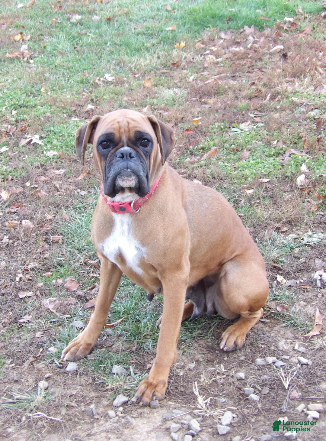 Boxer dogs for stud: Laurel Lila - Ad 3