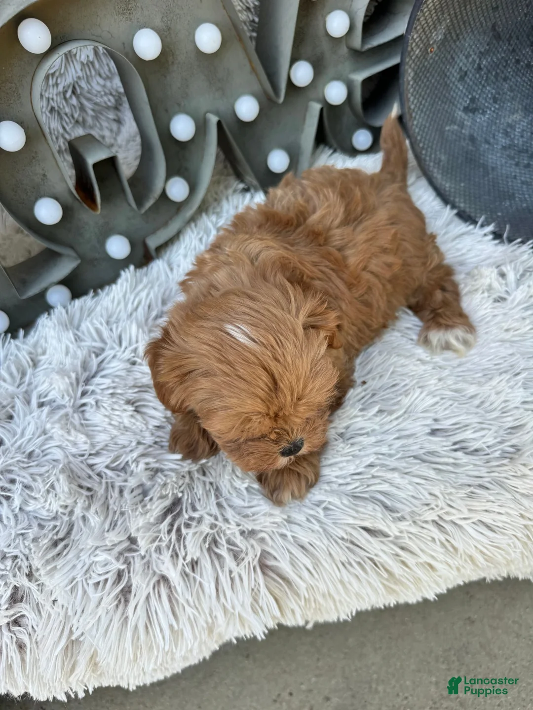 Cavapoo dogs for sale: Autumn - Ad 6