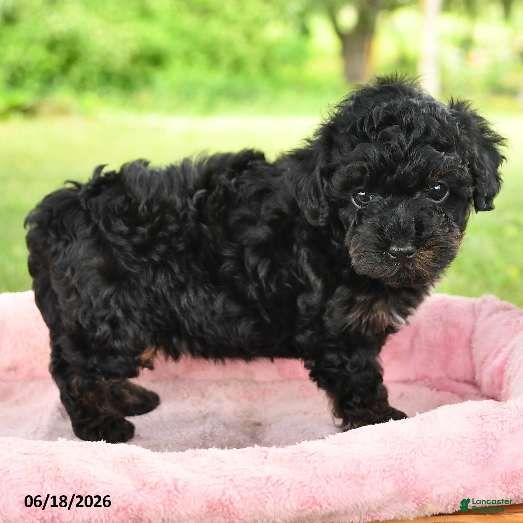 Toy Poodle dogs Ada - Ad 2