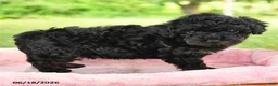 Toy Poodle dogs for sale: Ada - Ad 2