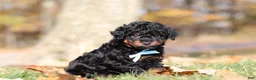Miniature Poodle dogs for sale: Carson (AKC) - Ad 6