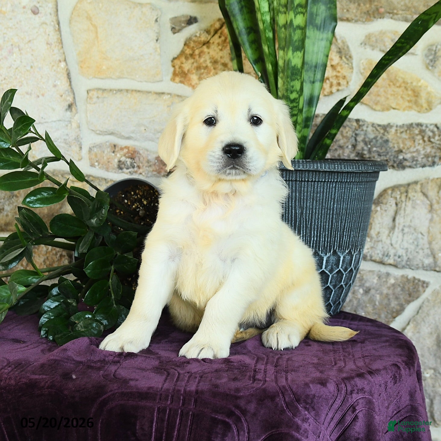 Golden Retriever dogs Dustin - Ad 1