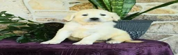 Golden Retriever dogs for sale: Dustin - Ad 1