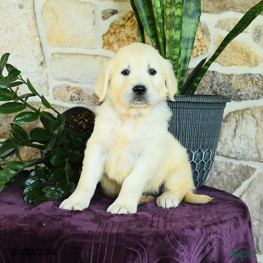 Golden Retriever dogs for sale: Dustin - Ad 1