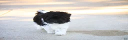 Havanese dogs for sale: Goldie Havanese  - Ad 3