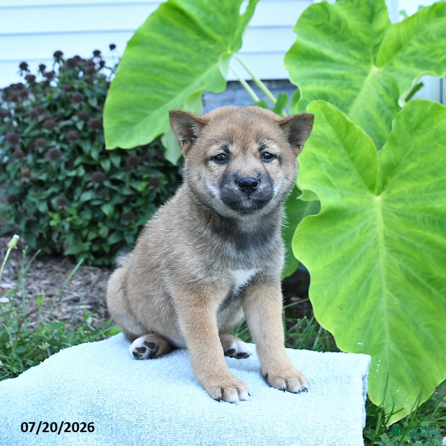 Shiba Inu dogs Jackie - Ad 2
