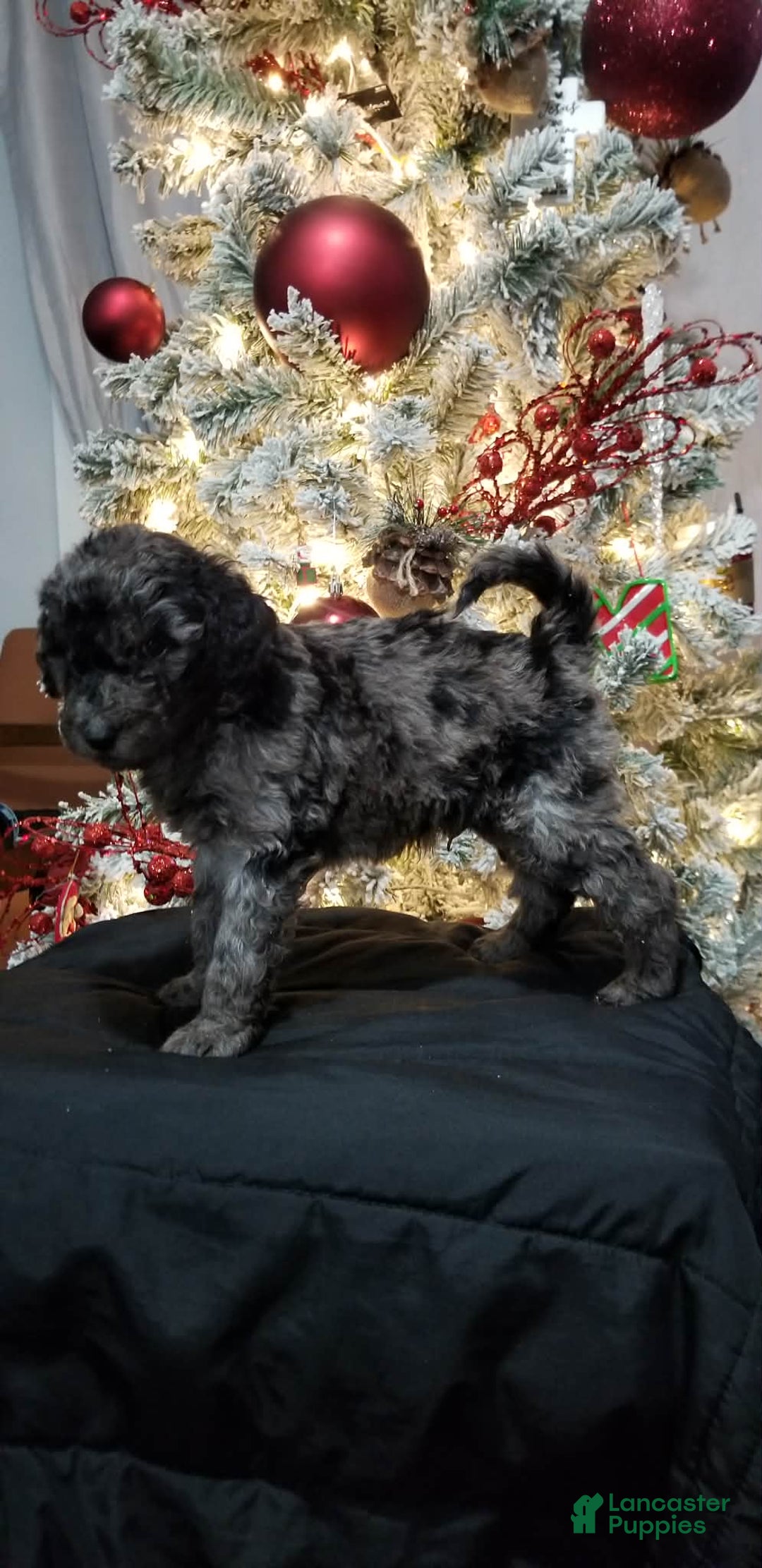 Mini Aussiedoodle dogs for sale: Mini Aussiedoodle Puppy 5 - Ad 2