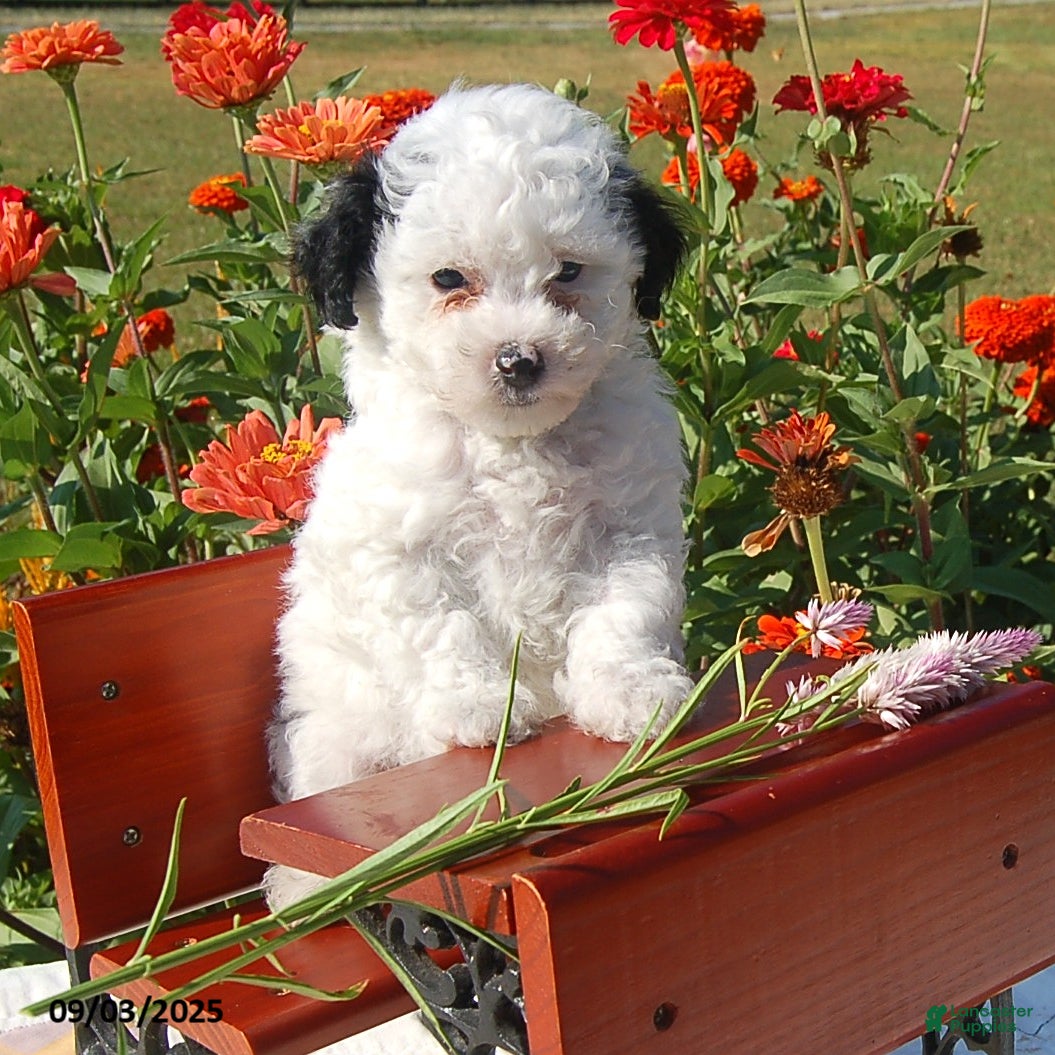 Toy Poodle dogs Bonnie - Ad 24