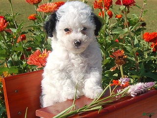 Toy Poodle dogs Bonnie - Ad 5