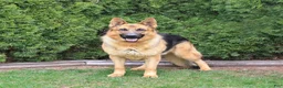 German Shepherd dogs for sale: Deisel - Ad 7