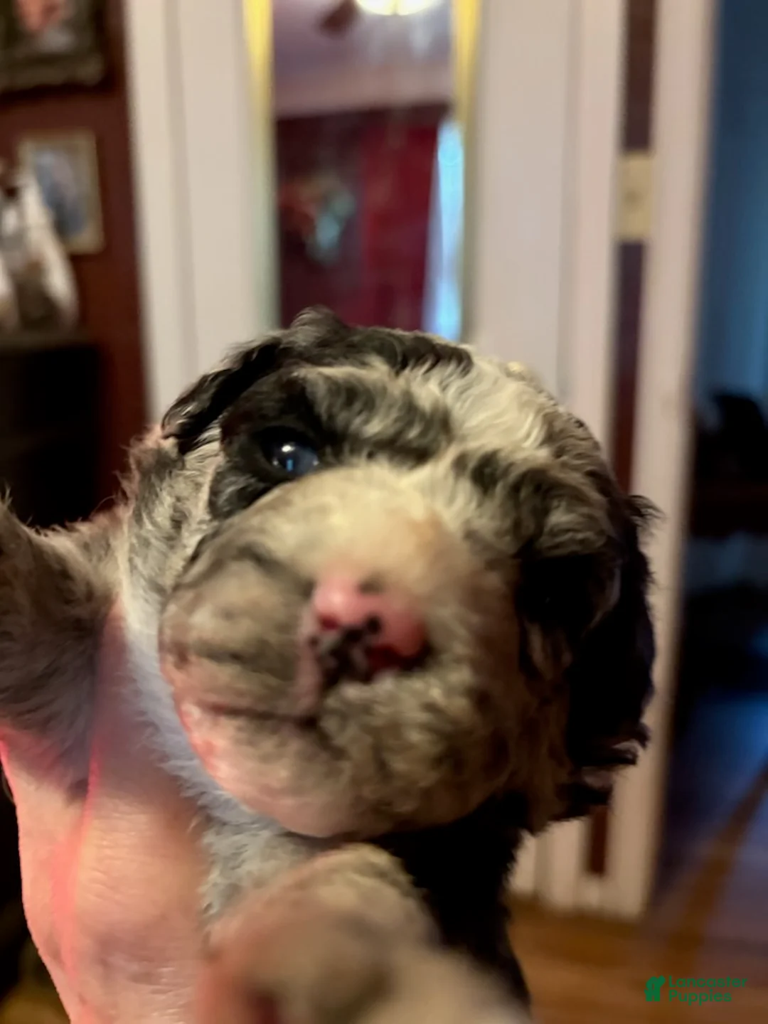 Mini Aussiedoodle dogs for sale: Girl_Female - Ad 2