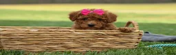 Miniature Poodle dogs for sale: Zuzu - Ad 18