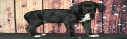 Great Dane dogs for sale: Great Dane Puppy 2 - Ad 2