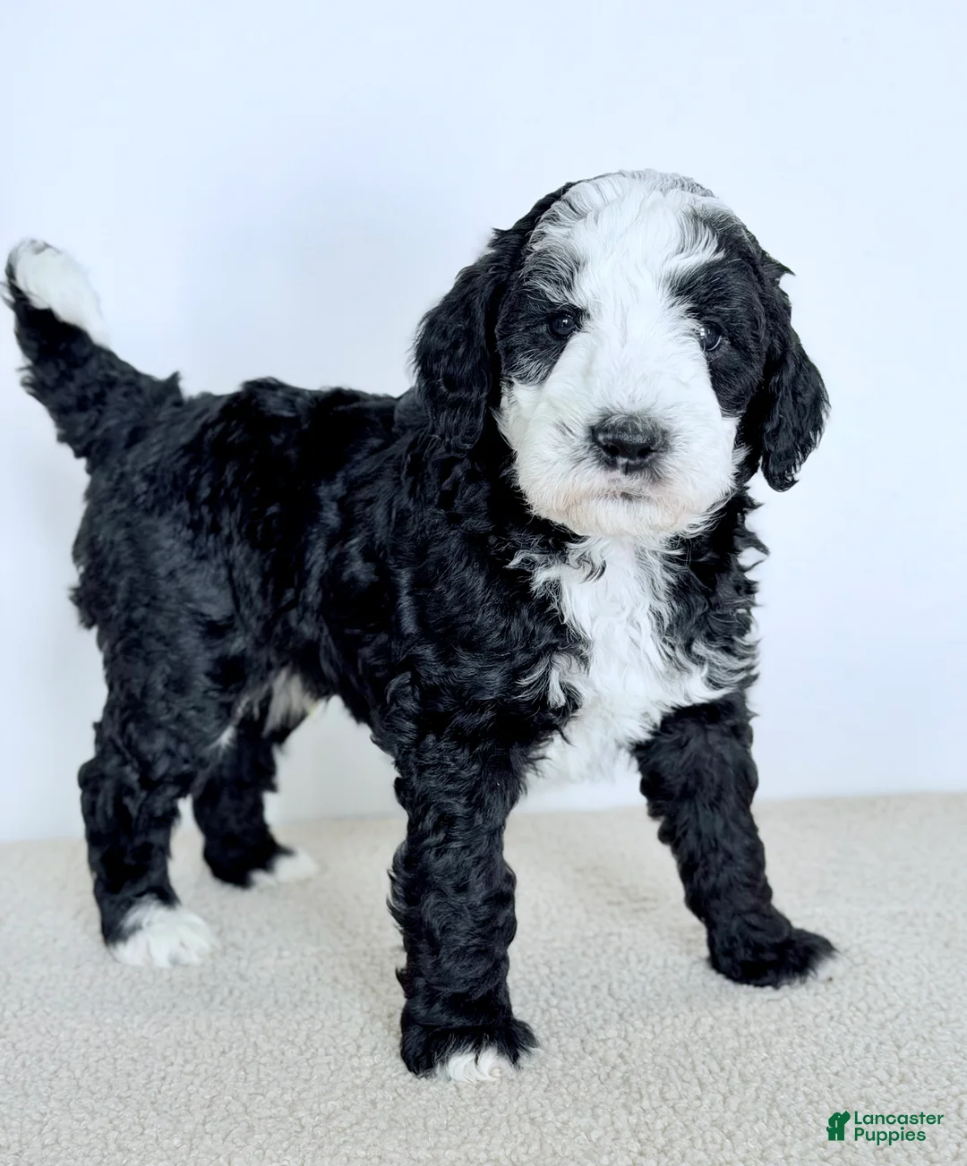 Bernedoodle dogs for sale: Shepherd  - Ad 4