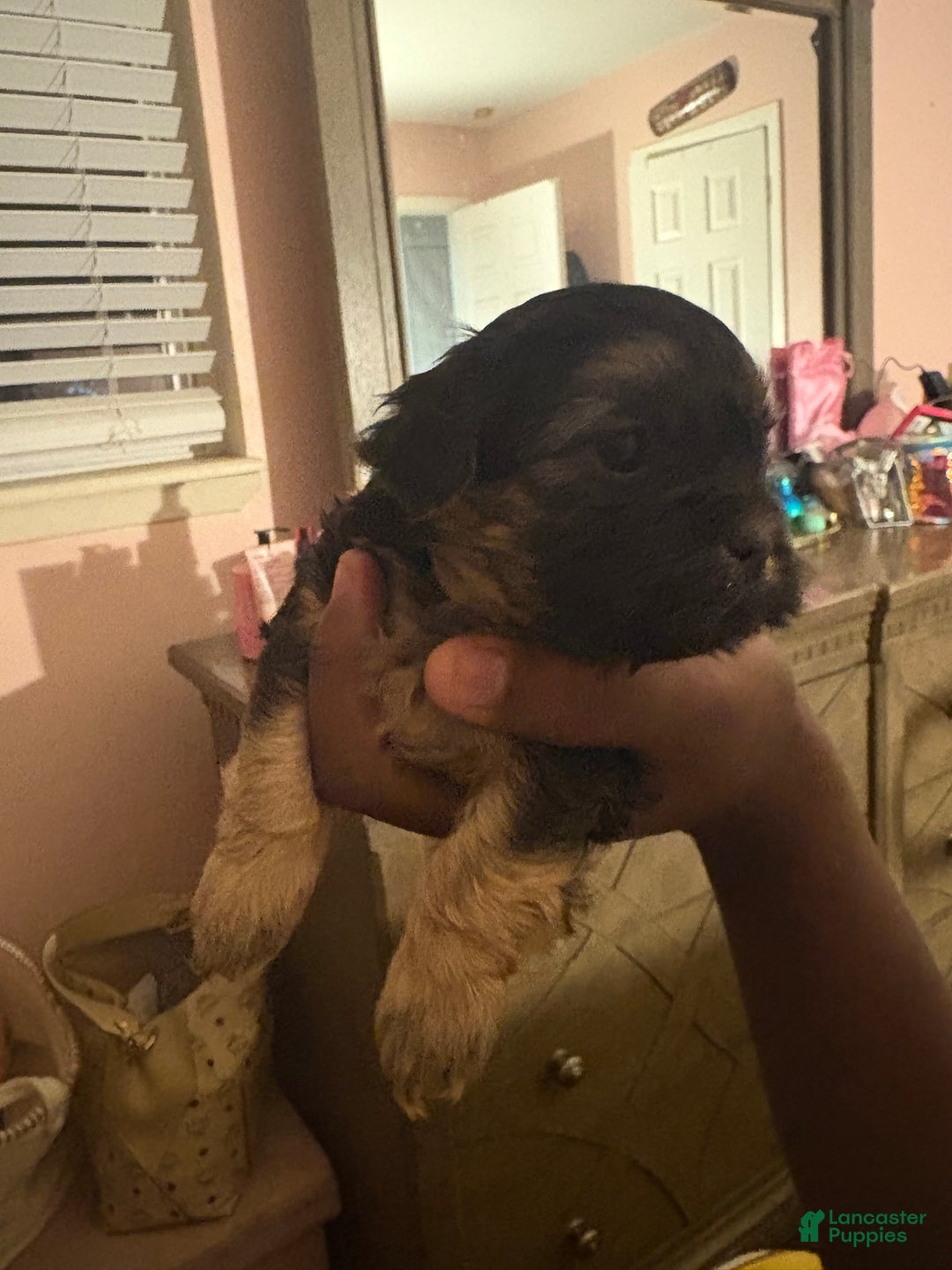 Mixed Breed dogs for sale: Mixed Breed Puppy 3 - Ad 1