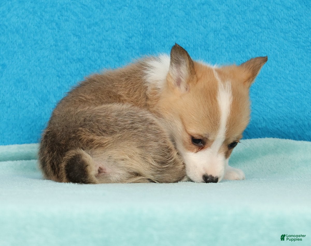 Welsh Corgi Pembroke dogs Misty - Ad 2