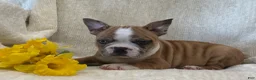 Frenchton dogs for sale: Dakota - Ad 4