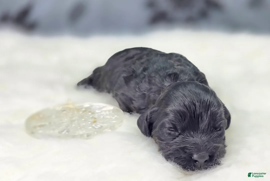 Cockapoo dogs for sale: Nova - Ad 6