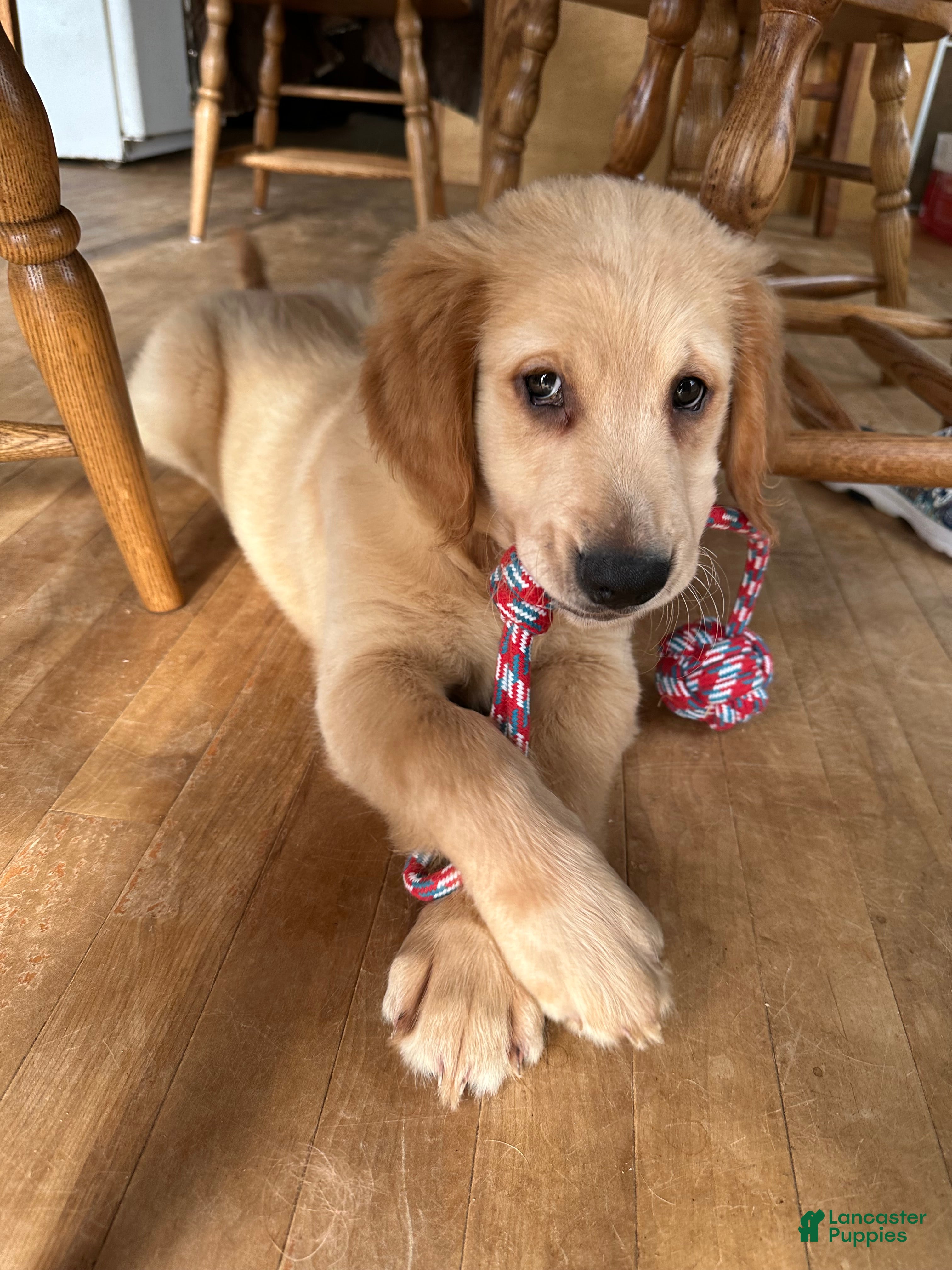 Mixed Breed dogs Mixed Breed Puppy 1 blue collar - Ad 1