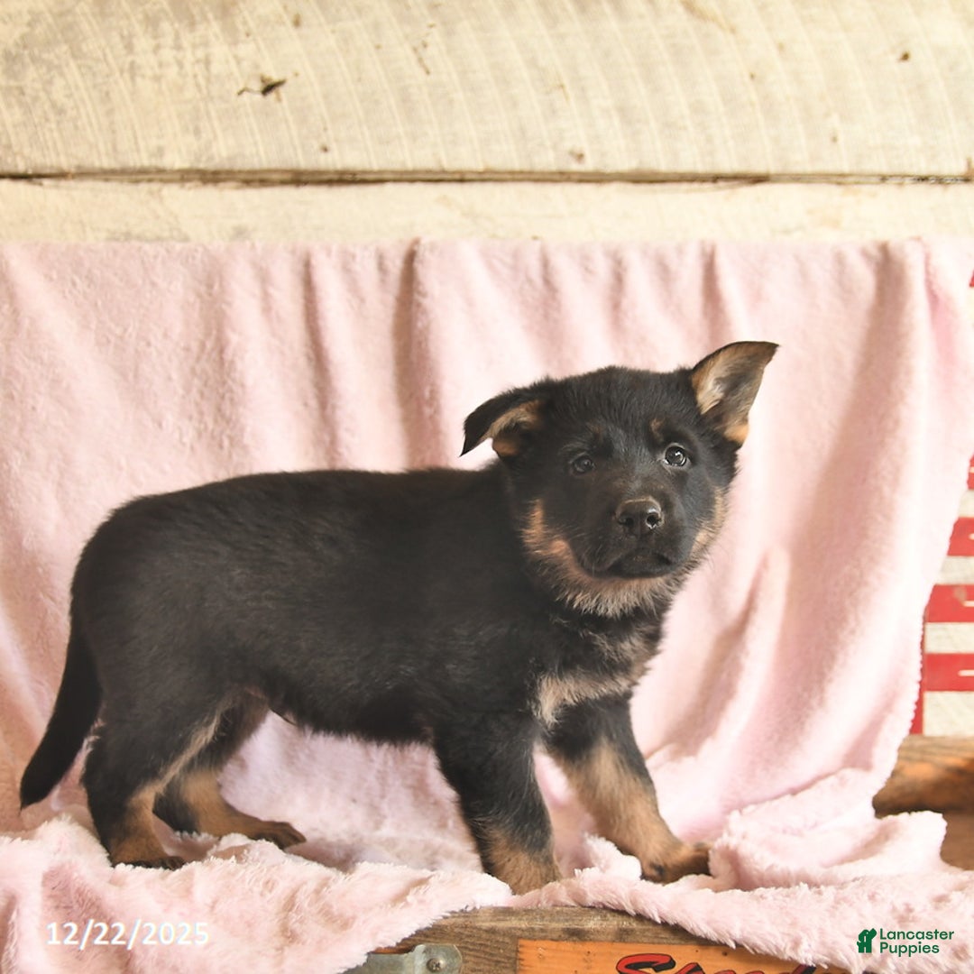 German Shepherd dogs for sale: Bambi  - Ad 4