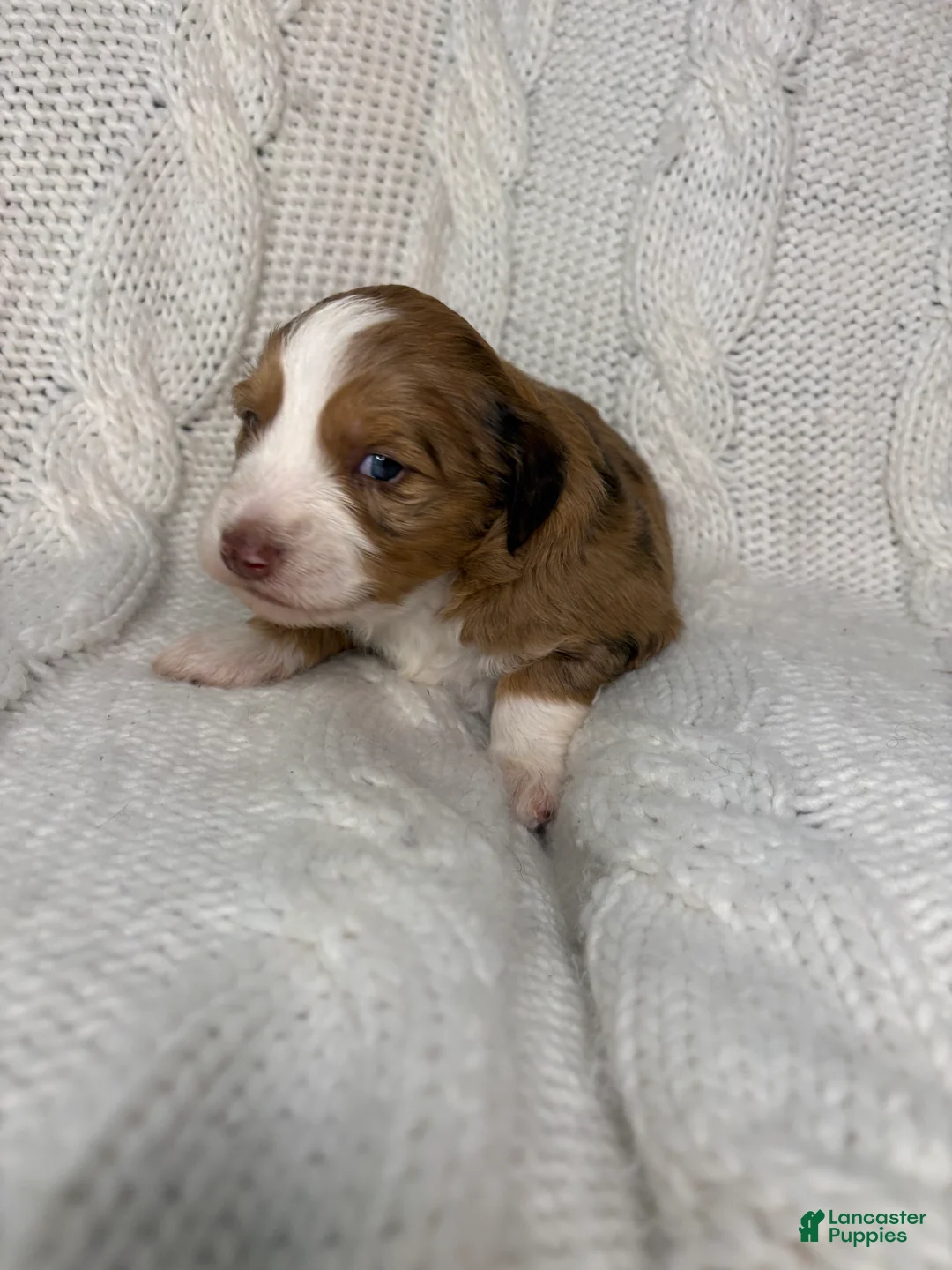 Mini Aussiedoodle dogs for sale: Mini Aussiedoodle Puppy 1 - Ad 6