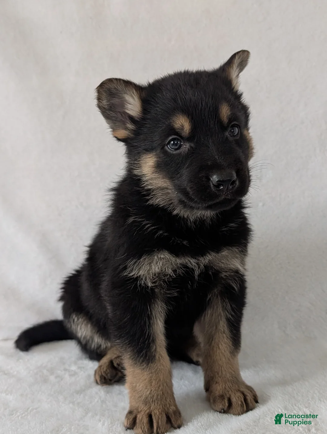 German Shepherd dogs for sale: Dillon  - Ad 2