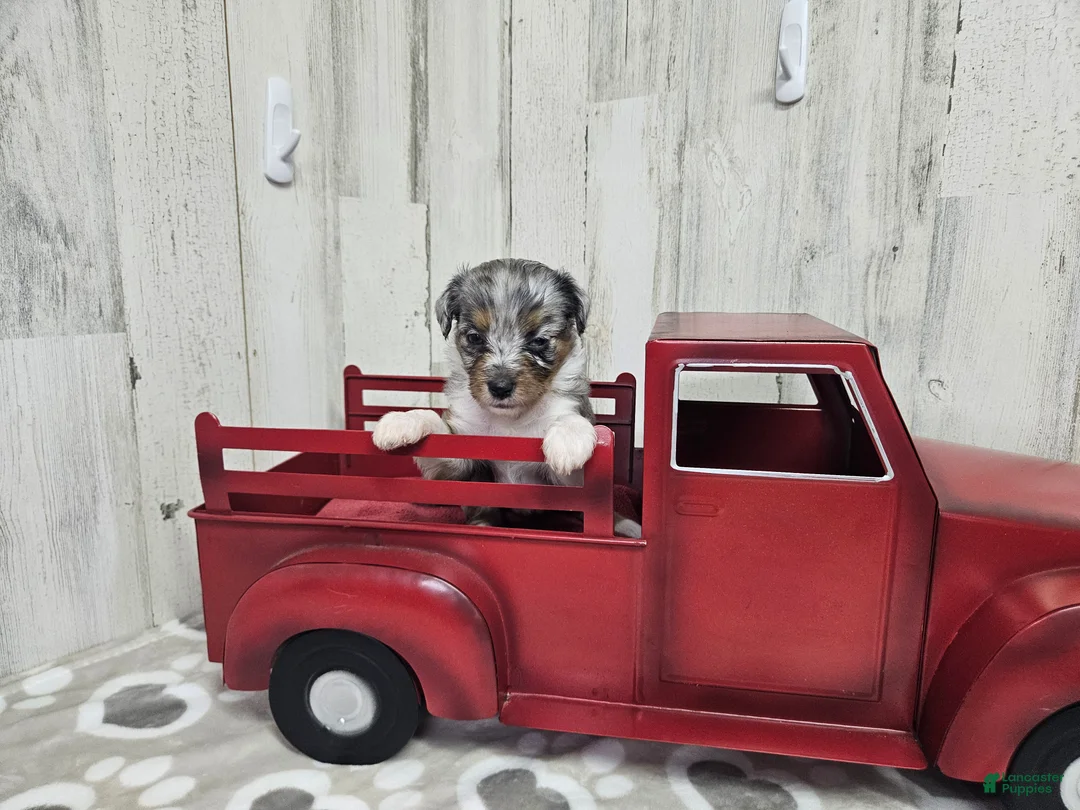 Mini Aussiedoodle dogs for sale: F1 Blueberry - Ad 2