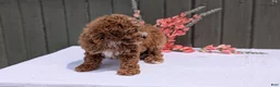 Miniature Poodle dogs for sale: Ruby - Ad 6