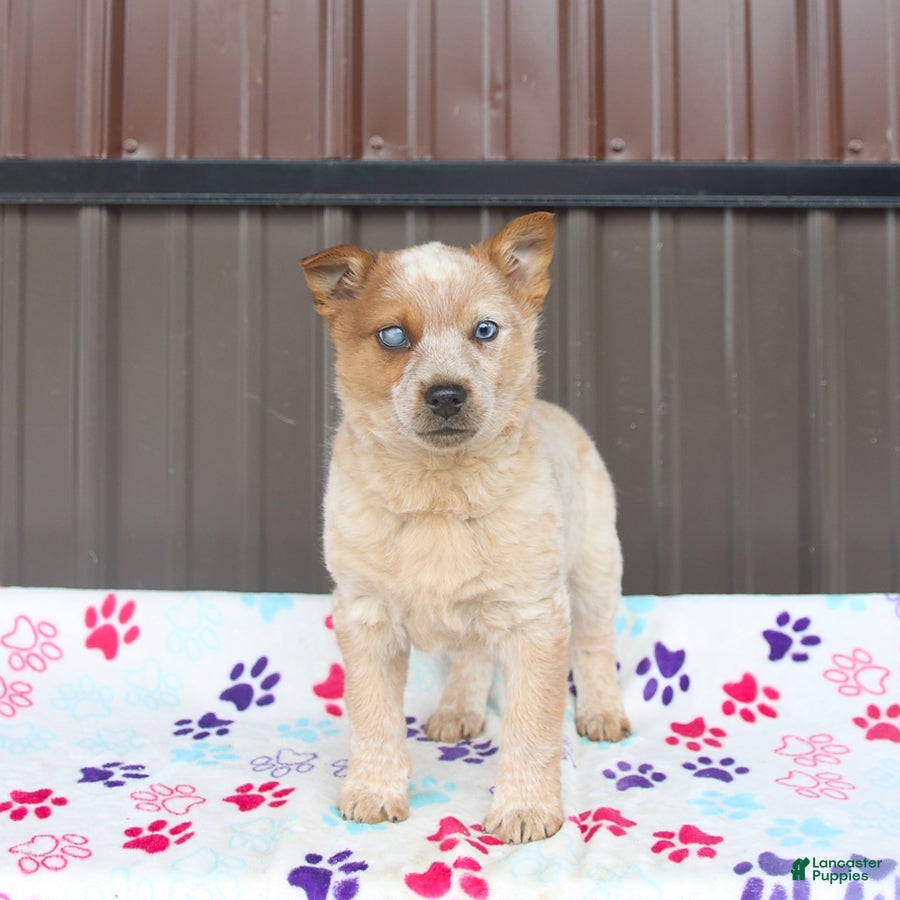 Mixed Breed dogs Dexter - Ad 1