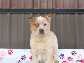 Mixed Breed dogs for sale: Dexter - Ad 4