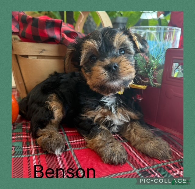 Yorkshire Terrier dogs Yorkshire Terrier Puppy 1 BENSON - Ad 19