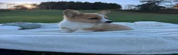 Welsh Corgi Pembroke dogs for sale: Larry - Ad 3