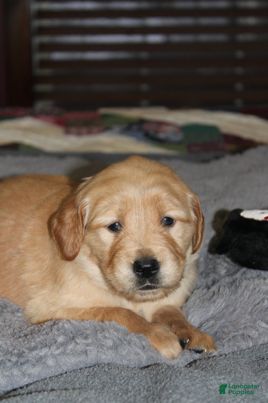 Golden Retriever dogs for sale: Felicity - Ad 4