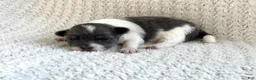 Chihuahua dogs for sale: Navaeh - Ad 2