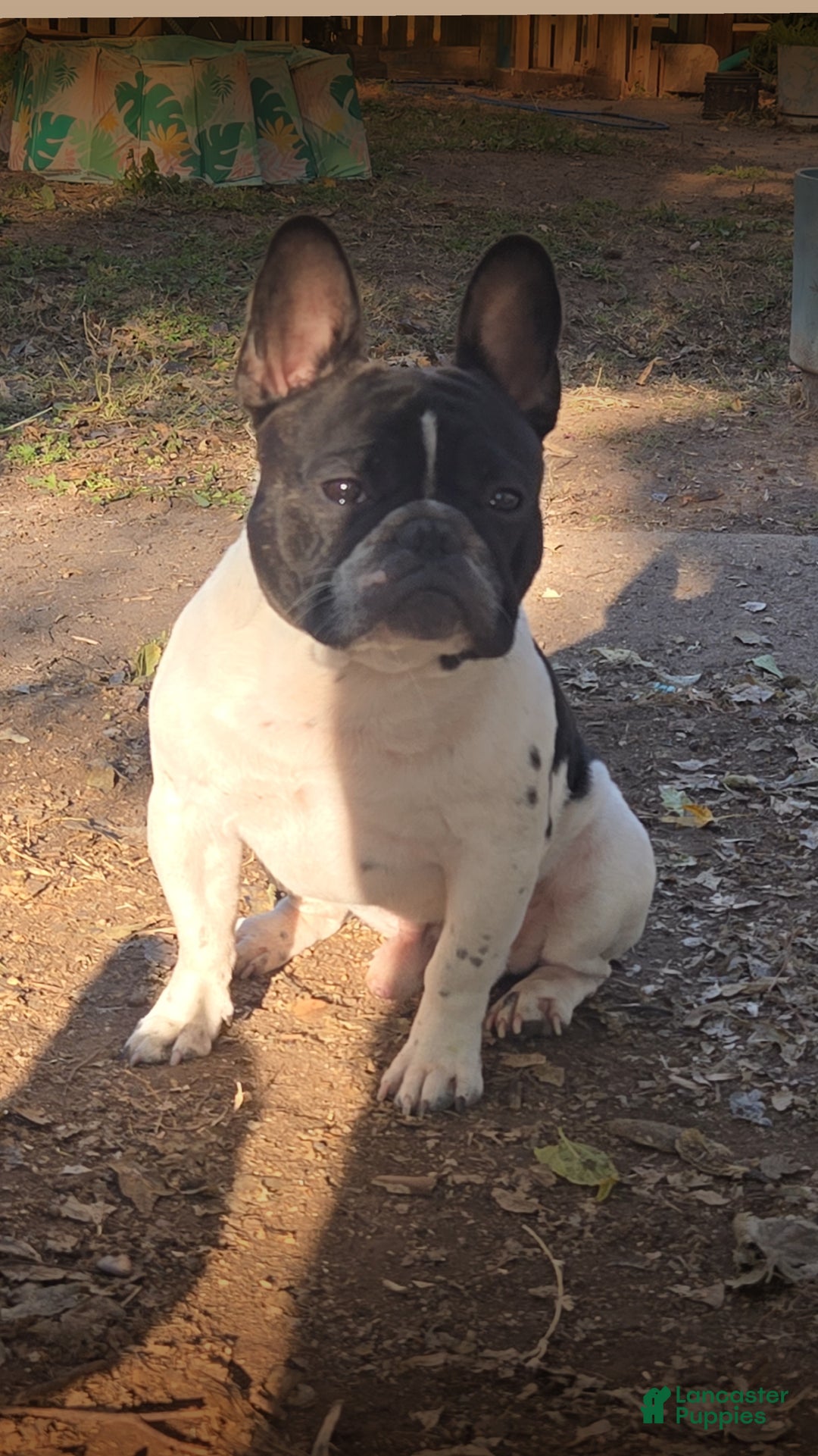 French Bulldog dogs for stud: Maui  - Ad 3